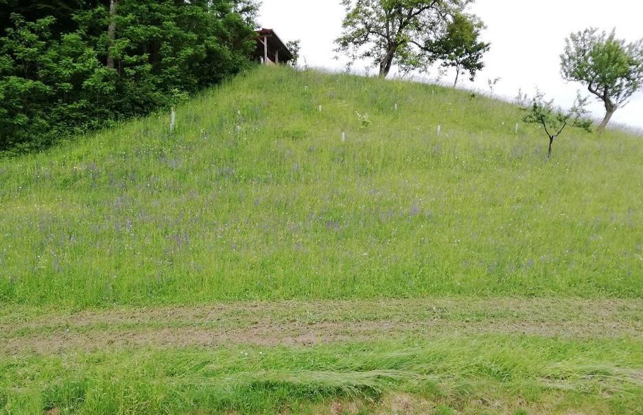 Bioferienhaus Muster - Dominkusch Possnitz ภายนอก รูปภาพ